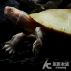 白子巴西龜 008