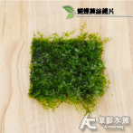 蝴蝶莫絲鐵片（8x8cm）