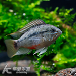女王短鯛2型（對魚）