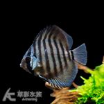 庫利比亞七彩神仙 5cm
