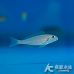 黃喉珍珠天使 4~5cm