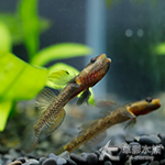 高帆黃唇吻蝦虎 3~4cm