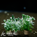 發光草陶瓷環