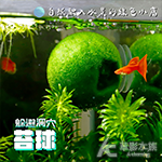 躲避洞穴 苔球 小