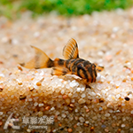 L306 圖騰紅老虎異型 3cm