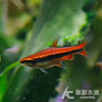 紅肚鉛筆 2cm