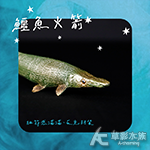 鱷魚火箭模型