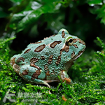 薄荷藍角蛙 3cm
