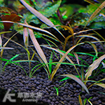 金椒（水上葉）