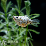 大麥町球 2cm