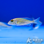 彩虹天使 5cm
