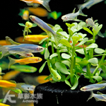 小對葉佗草