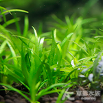 袖珍皇冠