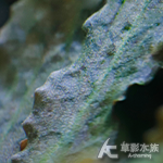 菲露椒草