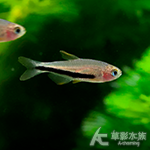 黑箭毒藥燈 1.6~1.8cm