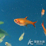 噴火燈 1~1.3cm