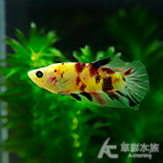 螢光糖果PK將軍鬥魚 公魚