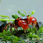 印尼紅蘋果蟹 2.5~3cm