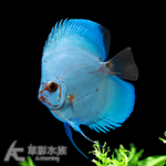 立蛋藍鑽七彩神仙 5cm