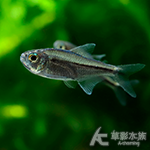 紫皇后可卡燈（3~3.5cm）