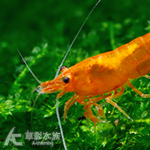 香吉士