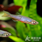 玫瑰丹魚 2.5~3.5cm