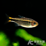 火蟻燈 3.5~4cm