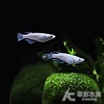 黃金海王星 美達卡 2~2.5cm