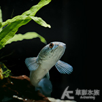 紅帝王雷龍 13~14cm