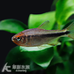 紫羅蘭魔鬼燈 2~3cm