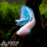 藍尾禮服白子孔雀（對魚/燕尾基因）