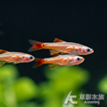 大帆黃金白雲山 1.5~1.8cm